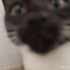 2 aylık Böcüş yeni evini arıyor fotoğraf