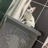 Hayata Tutunan Minik Kız fotoğraf