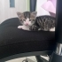 Acil yuva aranıyor fotoğraf
