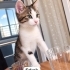 Acil yuva aranıyor fotoğraf