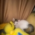 Acil yuva aranıyor fotoğraf
