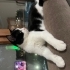 Yakışıklı Kartal Yuva Arıyor fotoğraf