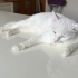 Yakışıklı Snow Yuva Arıyor fotoğraf