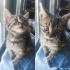 Bodrum 2 aylık erkek bebek yuva arıyor fotoğraf