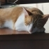 Oyun oynamayı seven cana yakın bir dost fotoğraf