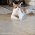 Oyun oynamayı seven cana yakın bir dost fotoğraf