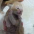 Tarçın anne ve iki haftalık 3 yavrusu fotoğraf
