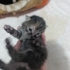 Tarçın anne ve iki haftalık 3 yavrusu fotoğraf