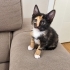 İZMİR EVA ÖMÜRLÜK MELEĞİNİ BEKLİYOR fotoğraf