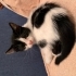 Antalya yavru kedi sahiplendirme fotoğraf