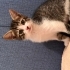 Antalya yavru kedi sahiplendirme fotoğraf