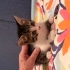 Antalya yavru kedi sahiplendirme fotoğraf