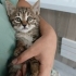 SEVİMLİ 3 AYLIK ERKEK BEBEK İÇİN YUVA ARIYORUZ fotoğraf