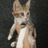 Aşırı tatlı ve aşırı sevecen leopar desenli yavru🧿🐱 fotoğraf
