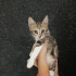 Aşırı tatlı ve aşırı sevecen leopar desenli yavru🧿🐱 fotoğraf