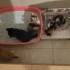 1.5 aylık 5 kardeş fotoğraf