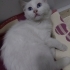 ÇOK GÜZEL ANKARA KEDİSİ SOKAĞA ATILMIŞ fotoğraf