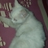 ÇOK GÜZEL ANKARA KEDİSİ SOKAĞA ATILMIŞ fotoğraf