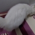 ÇOK GÜZEL ANKARA KEDİSİ SOKAĞA ATILMIŞ fotoğraf