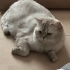 Cana yakın sevimli sakin ilgi seven bir can fotoğraf