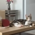 Çok uysal, aşıları tam erkek kedi fotoğraf