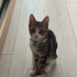 Çok uysal, aşıları tam erkek kedi fotoğraf