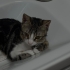 Çok uysal, aşıları tam erkek kedi fotoğraf