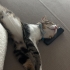 Çok uysal, aşıları tam erkek kedi fotoğraf