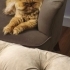 Son derece akıllı ve dost canlısı fotoğraf