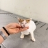 Kör Yavruya Acil Yuva fotoğraf
