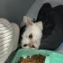 3 BACAKLI KISIR KEDİ (MAMA VE KUM DESTEĞİ VERİLECEK) fotoğraf