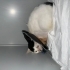 3 BACAKLI KISIR KEDİ (MAMA VE KUM DESTEĞİ VERİLECEK) fotoğraf