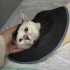 3 BACAKLI KISIR KEDİ (MAMA VE KUM DESTEĞİ VERİLECEK) fotoğraf