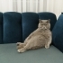 Sevimli uysal 🐱 fotoğraf