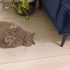 Sevimli uysal 🐱 fotoğraf
