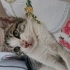 2 aylik Minik kedimize yuva arıyoruz fotoğraf