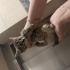 Çok tatlı oyuncu yavru yuva arıyor fotoğraf