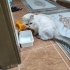 Kırşehire sahiplendirilecektir British cins kedi fotoğraf