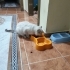 Kırşehire sahiplendirilecektir British cins kedi fotoğraf