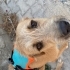 Ev Ortamına Alışkın, Kedi Dostu Arkadaşımız Sıcak Yuvasını Bekliyor fotoğraf