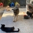 Ev Ortamına Alışkın, Kedi Dostu Arkadaşımız Sıcak Yuvasını Bekliyor fotoğraf