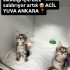Çok acil yuva, vakitleri kalmadı! fotoğraf
