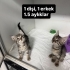 Çok acil yuva, vakitleri kalmadı! fotoğraf