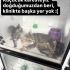 Çok acil yuva, vakitleri kalmadı! fotoğraf