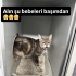 Çok acil yuva, vakitleri kalmadı! fotoğraf