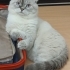 Sıcakkanlı Paşazade fotoğraf