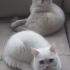 Sıcakkanlı Paşazade fotoğraf