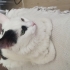 Pamuk ve Oreo Acil Yuva Arıyor fotoğraf