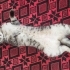 Pamuk ve Oreo Acil Yuva Arıyor fotoğraf