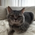 3 yaşındaki erkek whiskas cinsi kedimize yuva arıyoruz fotoğraf